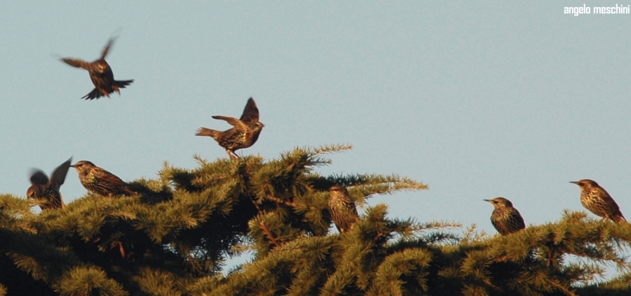 storno - Sturnus vulgaris